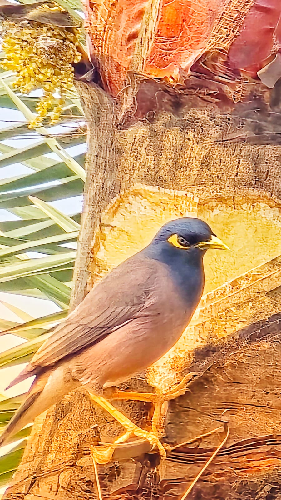 Wildlife Release Visit